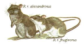 Black rat subspecies