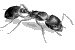 carpenter ant