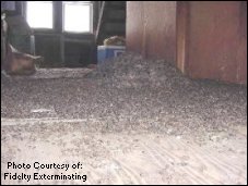 A Long-standing bat infestation