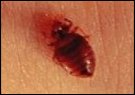 bed bug picture