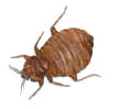 adult bed bug