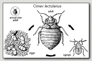 life cycle of the bedbug, Cimex lectularius