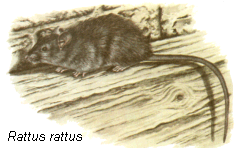 Black rat - (Rattus rattus)