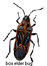 boxelder bug