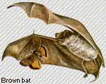 New Jersey brown bat