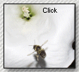 bumblebee - CLICK for large image