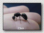 Carpenter Ant