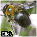 carpenter bee