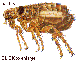 cat flea