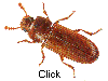 confused flour beetle