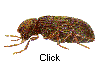 Drugstore beetle