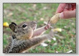 Do not feed any wildlife