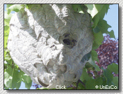Bald Faced Hornet Nest (close up)