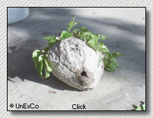 Entrance Hole of Bald Faced Hornet nest