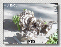 The inside revealed....