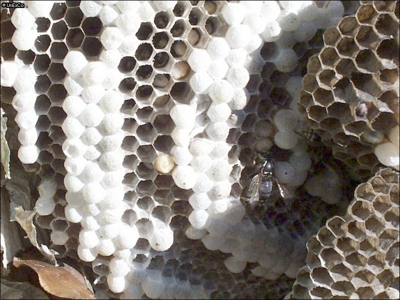 Inside A Bald Faced Hornet Nest United Exterminating Company Cherry 