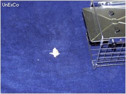 Place some chum near the trap door....