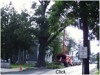The Tree....
