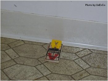 Place trap along a wall