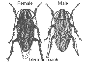 German roach