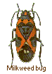 Milkweed bug