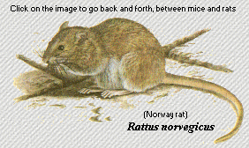 Norway rat