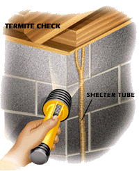 Termite Check