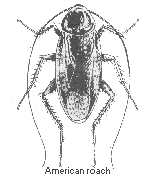 American roach