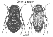oriental roach