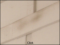 Black rat rub marks