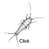 silverfish
