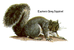 eastern grey squirrel
