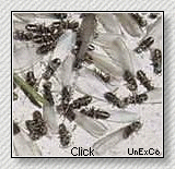 termite swarmers