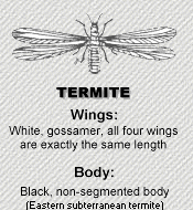 Swarmer Termite