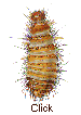 Varied carpet beetle larva
