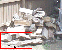 Rats in a woodpile!